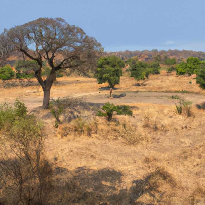 Observation des oiseaux au parc national de Ruaha&#44; Tanzanie&#44; au printemps&#58; un guide pratique